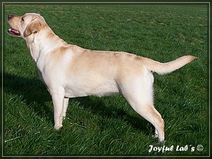 Joyful Labs Amiable Girl "Jule"