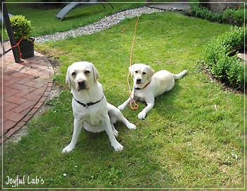 Joyful Lab's Bright Girl "Lucy"