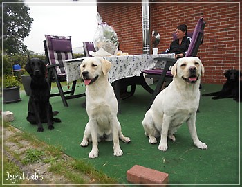 Joyful Lab's Bright Girl "Lucy"