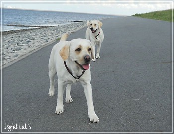 Joyful Lab's Bright Girl "Lucy"