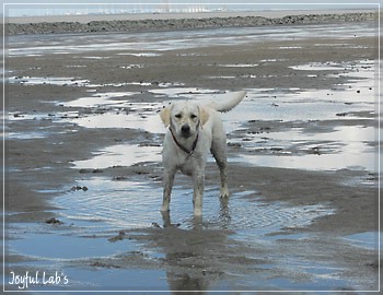 Joyful Lab's Bright Girl "Lucy"