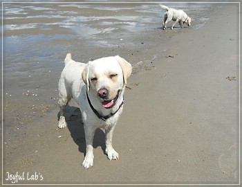 Joyful Lab's Bright Girl "Lucy"