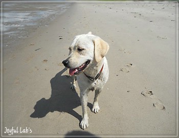 Joyful Lab's Bright Girl "Lucy"