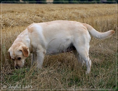 Joyful Lab's Classic Girl - Carla