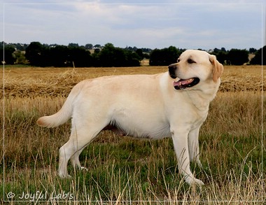 Joyful Lab's Classic Girl - Carla