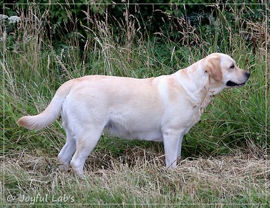 Joyful Lab's Classic Girl - Carla