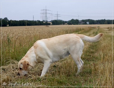 Joyful Lab's Classic Girl - Carla