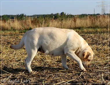 Joyful Lab's Classic Girl - Carla