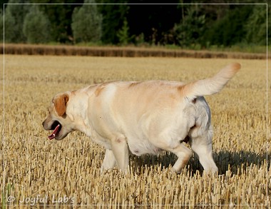 Joyful Lab's Classic Girl - Carla