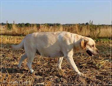 Joyful Lab's Classic Girl - Carla