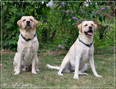 Joyful Lab's Crazy Boy & Classic Girl