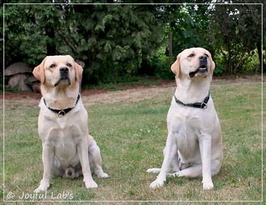 Joyful Lab's Crazy Boy & Classic Girl