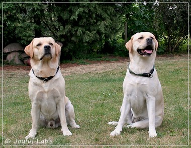 Joyful Lab's Crazy Boy & Classic Girl