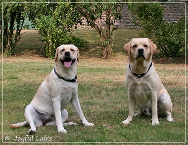 Joyful Lab's Crazy Boy & Classic Girl