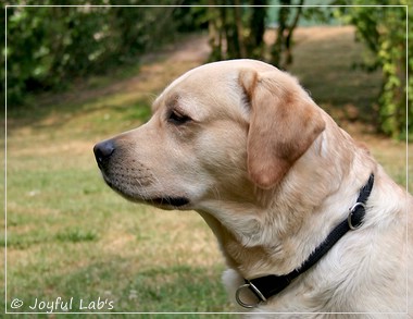 Joyful Lab's Crazy Boy