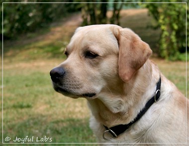 Joyful Lab's Crazy Boy