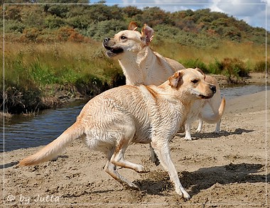 Joyful Lab's Cheeky Girl & Classic Girl