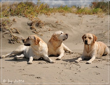 Joyful Lab's Cheeky Girl & Classic Girl