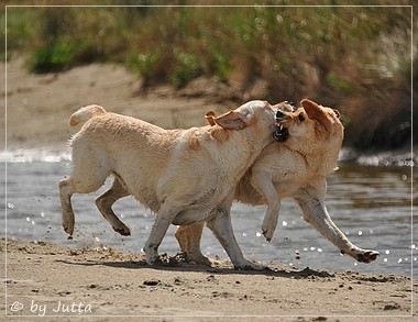 Joyful Lab's Cheeky Girl & Classic Girl