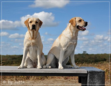 Joyful Lab's Cheeky Girl & Classic Girl