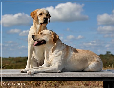 Joyful Lab's Cheeky Girl & Classic Girl