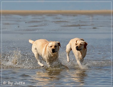 Joyful Lab's Cheeky Girl & Classic Girl