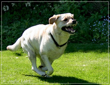 Joyful Lab's Classic Girl & Cuddly Girl