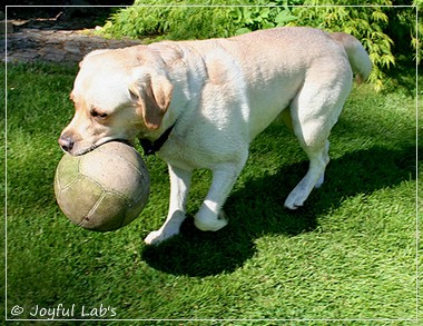 Joyful Lab's Classic Girl