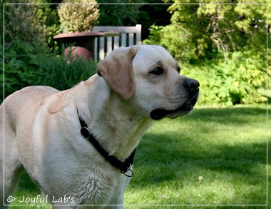 Joyful Lab's Classic Girl 