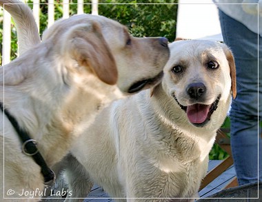 Joyful Lab's Classic Girl & Cuddly Girl Joyful Lab's Classic Girl & Cuddly Girl