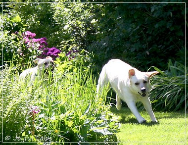Joyful Lab's Classic Girl & Cuddly Girl Joyful Lab's Classic Girl & Cuddly Girl