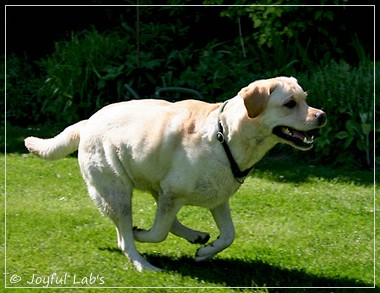 Joyful Lab's Classic Girl & Cuddly Girl