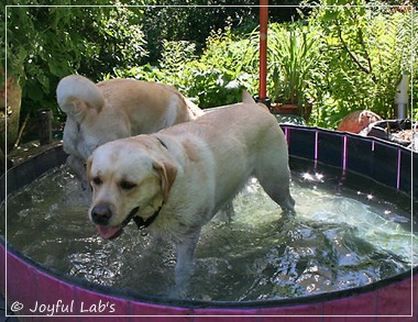 Joyful Lab's Classic Girl & Cuddly Girl