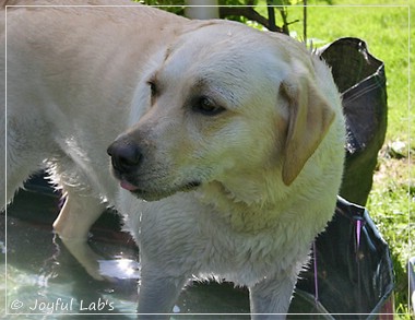 Joyful Lab's Classic Girl & Cuddly Girl