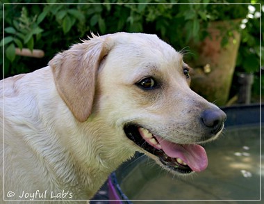 Joyful Lab's Classic Girl & Cuddly Girl