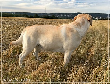 Joyful Lab's Classic Girl - Carla