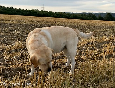 Joyful Lab's Classic Girl - Carla