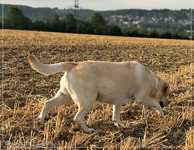 Joyful Lab's Classic Girl - Carla