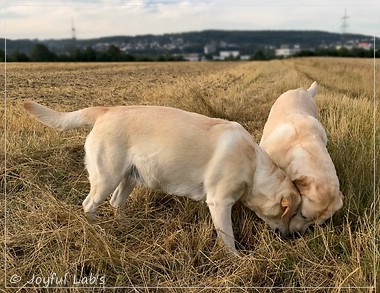 Joyful Lab's Classic Girl - Carla