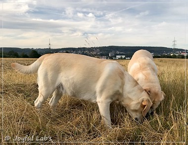 Joyful Lab's Classic Girl - Carla