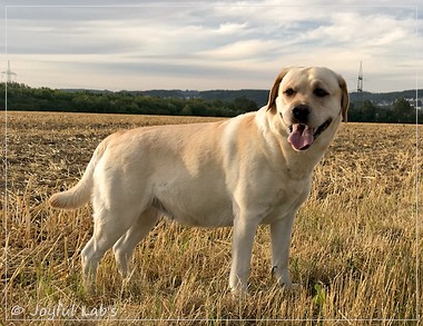 Joyful Lab's Classic Girl - Carla