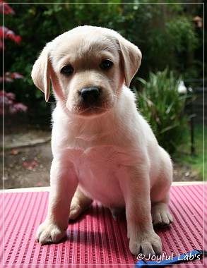 Joyful Lab's Carry Back Boy