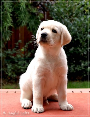 Joyful Labs Escort Boy