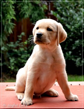 Joyful Labs European Boy