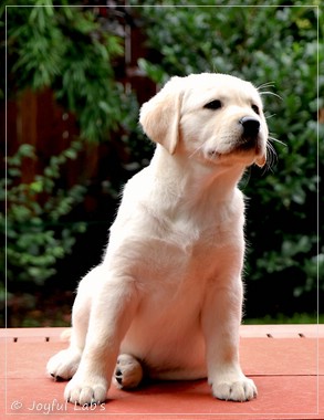 Joyful Labs Excellent Girl