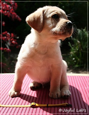 Joyful Labs Colour Boy