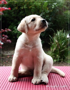 Joyful Lab's Checker Boy