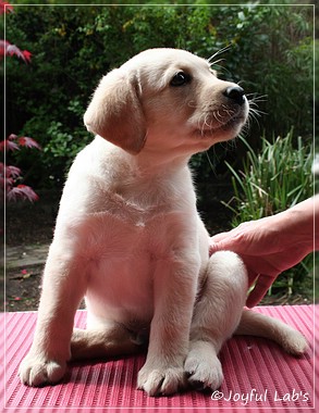 Joyful Labs Checker Boy