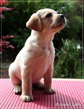 Joyful Lab's Crazy Boy