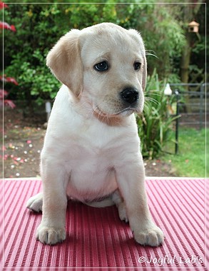 Joyful Labs Cheeky Girl